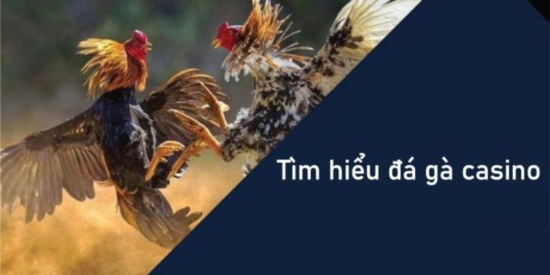 Đá gà casino là gì hấp dẫn