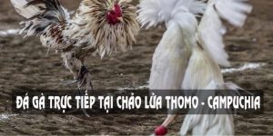 đá gà trực tiếp hôm nay