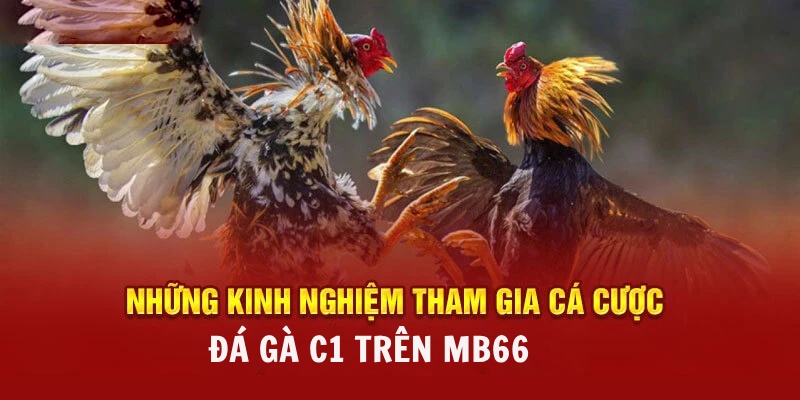 Kinh nghiệm để bắt kèo đá gà trực tiếp C1 hiệu quả