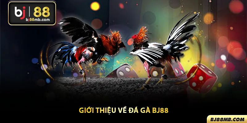 Giới thiệu tổng quan về đá gà Bj88